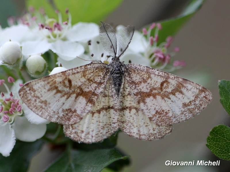 Geometridae: Ematurga atomaria